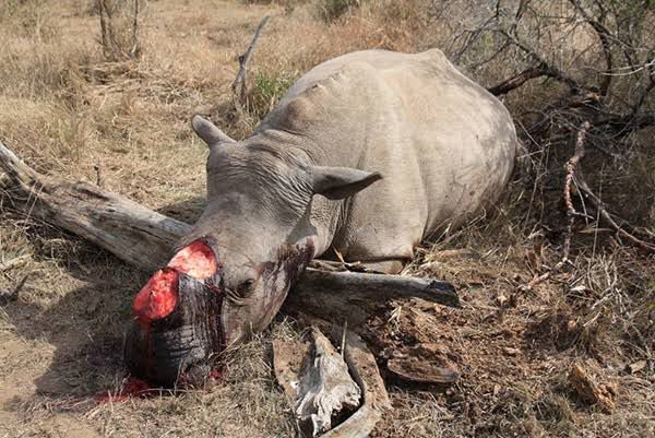 Visegrád 24 (@visegrad24) on Twitter photo In the first quarter of this year, South Africa lost 103 rhinos to poaching, an average of more than one rhino killed every day for its horn. 
Rhino horn sells for up to $60,000/kg in Asia, where it’s falsely believed to cure illness or boost status. In the first quarter of this year, South Africa lost 103 rhinos to poaching, an average of more than one rhino killed every day for its horn. 
Rhino horn sells for up to $60,000/kg in Asia, where it’s falsely believed to cure illness or boost status.