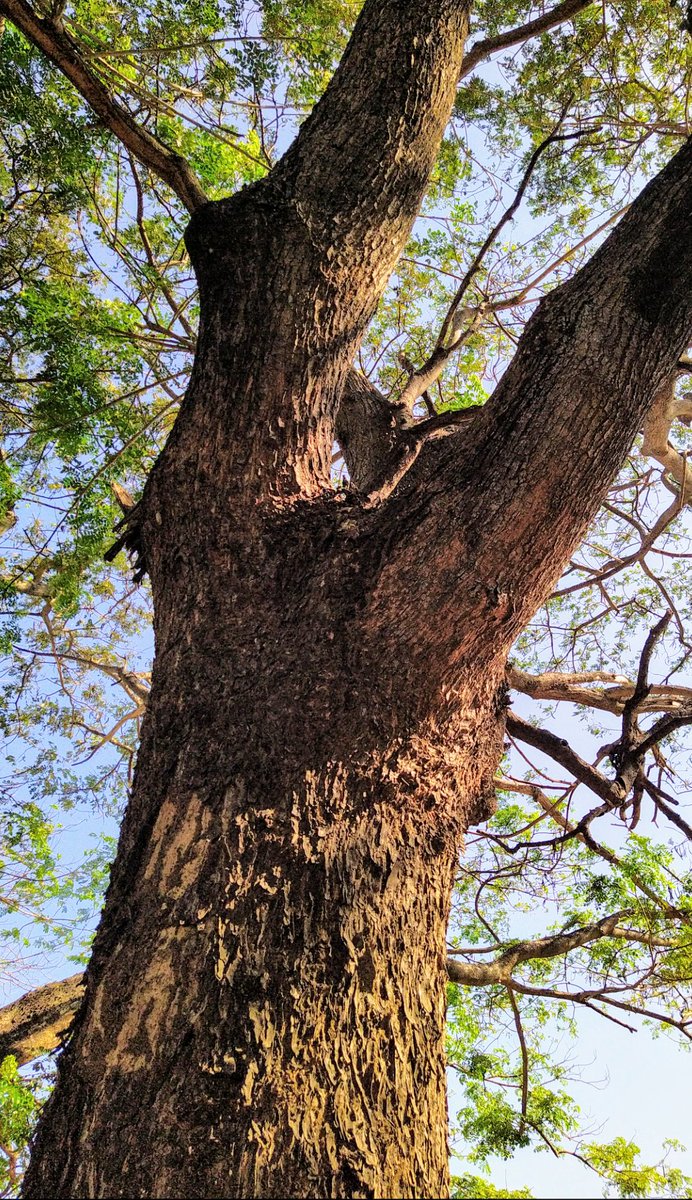 Kon_tessa's tweet photo. #TuesdayTree
Love is like a tree,it grows on its own accord,it puts down deep roots on our whole bring 🌳☄️🌳☄️🌳☄️🌳☄️ https://t.co/0OTIITPUYp
