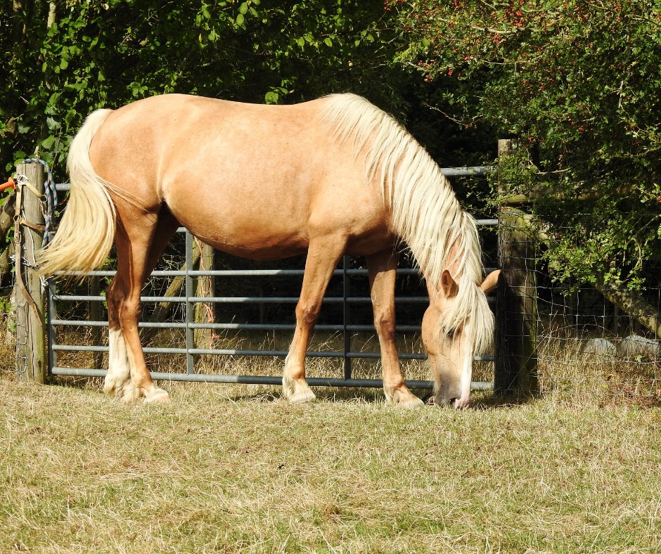 Improper disposal of horse muck can lead to nutrient pollution, harming waterways and local ecosystems. At Envar, we turn stable waste into PAS100-certified compost, safe for soil, safer for the planet 🌱

Learn more: ow.ly/84Zk50VFhAU

#MuckHeapRemoval #SoilHealth #Envar
