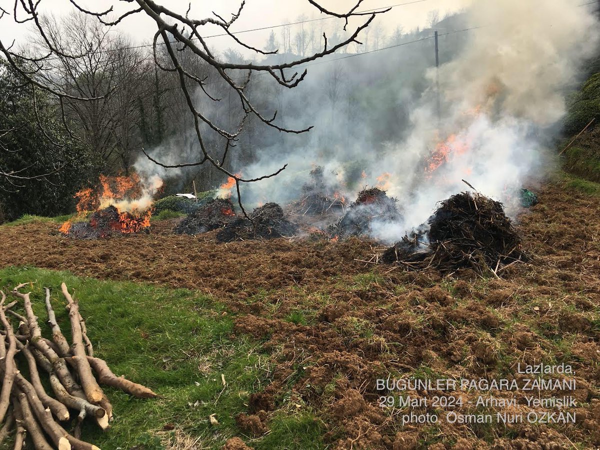 Ğerepe ok̆ogzuş ora komoxtu.
Pagara moişanas.🎉🎉

Mısır/lahana saplarını yakma zamanı geldi.
Pagara kutlu olsun.

#Pagara
#Lazca #Lazurinena