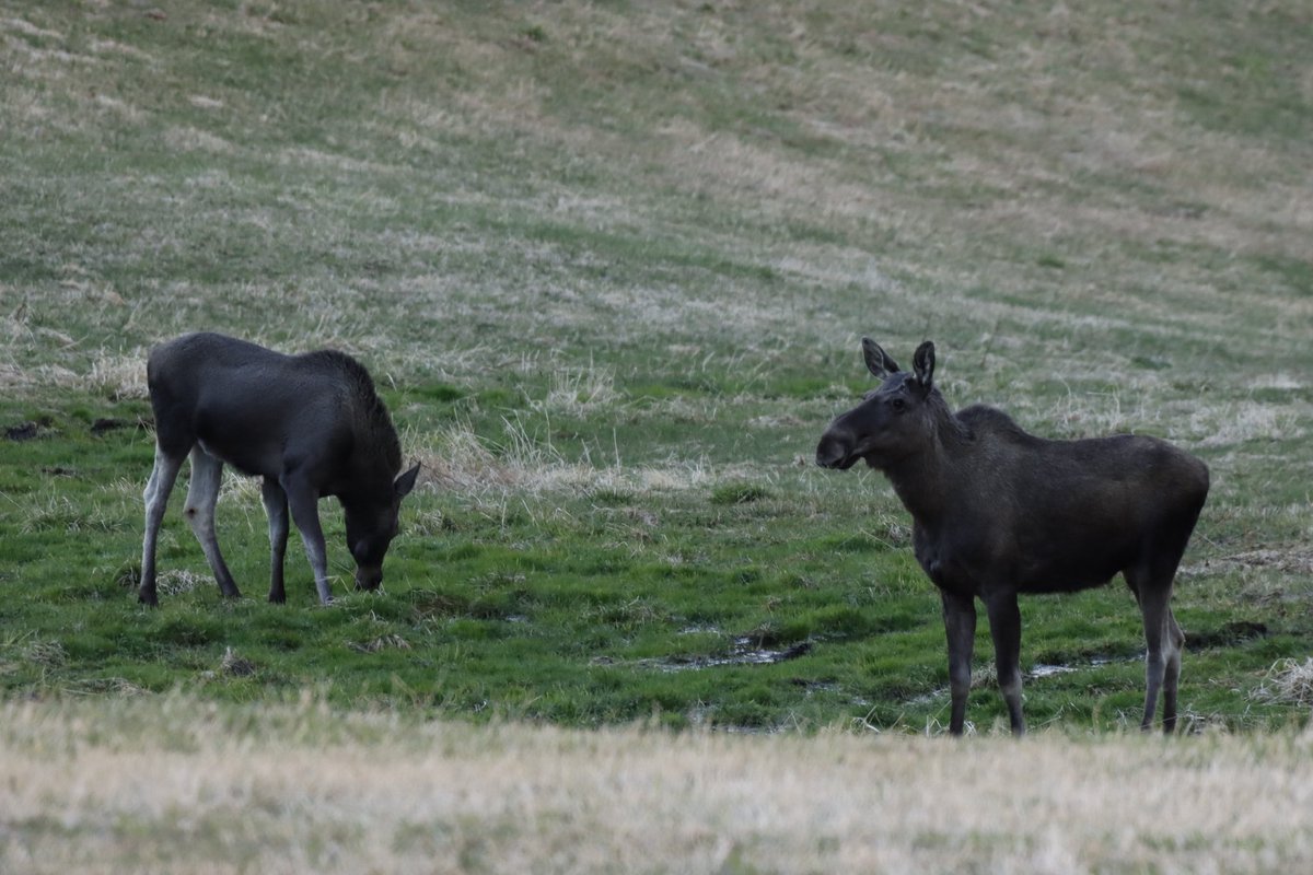 Road Trip Norway 
#wildlife 
#norway