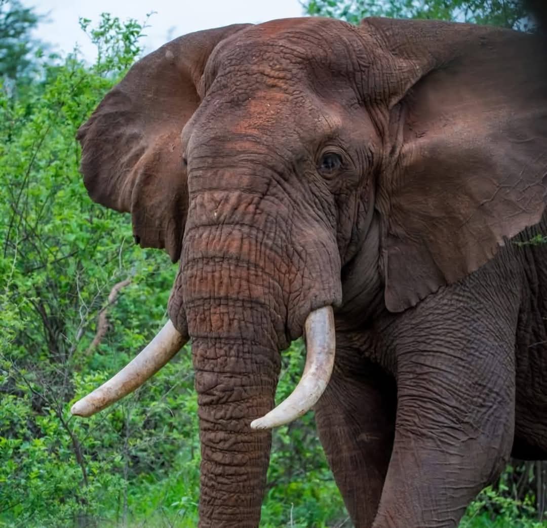 abdullahyigit61's tweet photo. Start your week where wild meets wonder! From majestic elephants to breathtaking landscapes, Meru stirs the soul and ignites your wanderlust.
#ThrivingWildlifeForever #MagicalMeru #TunzaMaliYako #AdventureAwaits @ExcitingClassic @ugandaembassytr @UgandaMFA #Uganda #afrika https://t.co/t9ruq89wI0