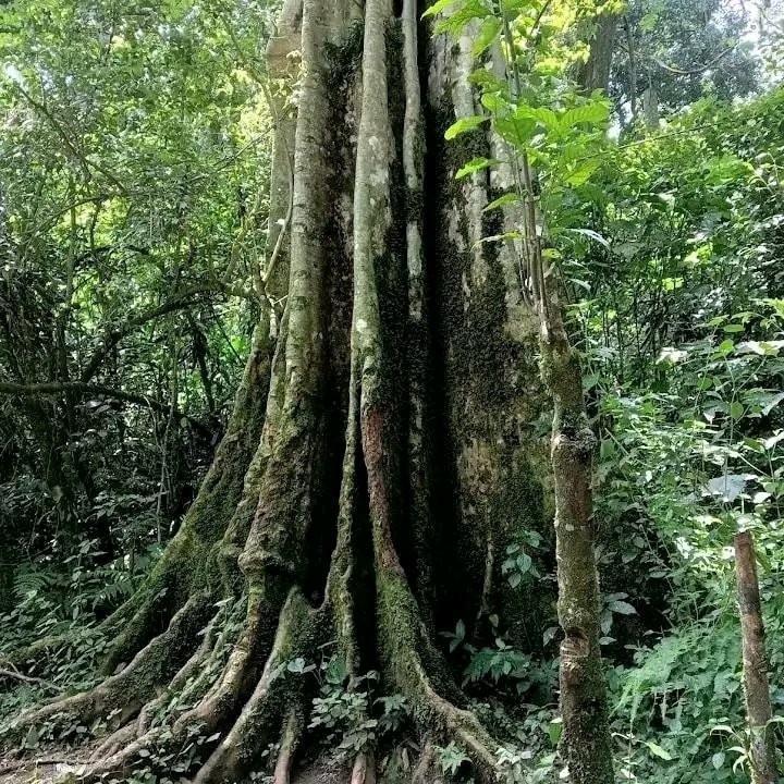 MapekMapek's tweet photo. Every tree planted strengths our planet's lungs,every restored forest,slows climate change impacts ,every empowered community brings us close to a greener future.Forests are not just part of nature,they are part of us @AbiluTangwa @Greenisamissio1 @GreenFaith_Afr https://t.co/VecIbyu4j2