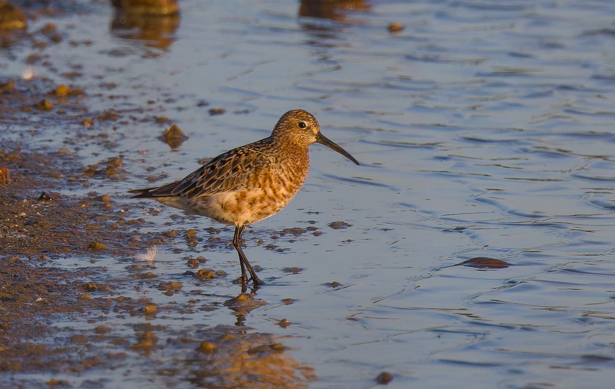alan lewis wildlife stuff (@lewisstuff) on Twitter photo Curlew Sandpiper in the early morning light at Normandy Marsh, Hampshire yesterday <a href="/LymKeyRanger/">Lymington-Keyhaven Nature Reserve</a> <a href="/HOSbirding/">Hampshire Ornithological Society</a> <a href="/Waderworld1/">Wader-World 🌍</a> : Curlew Sandpiper in the early morning light at Normandy Marsh, Hampshire yesterday <a href="/LymKeyRanger/">Lymington-Keyhaven Nature Reserve</a> <a href="/HOSbirding/">Hampshire Ornithological Society</a> <a href="/Waderworld1/">Wader-World 🌍</a> :