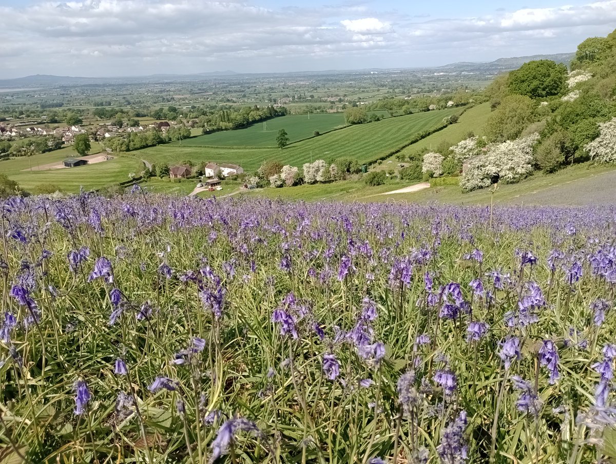 b_dmintl's tweet photo. Lovely walk from Uley to Cam Peak yesterday. Bluebells may have been past their prime, but still worth the steep climb to see them and the sweeping views of the estuary 
#gloucestershire #walking https://t.co/y31lYQnh9R