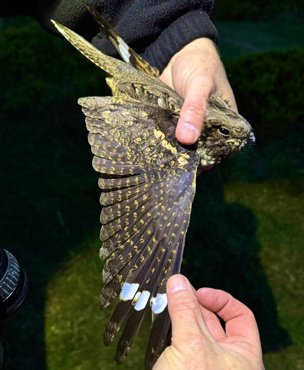 West Midlands Ringing Group (@ringerswm) on Twitter photo Great to see Nightjars back on Cannock Chase last night with the first male caught and ringed of the season. Great to see such good habitat on <a href="/StaffordshireCC/">Staffordshire County Council</a> and amazing support from their wardens. Great to see Nightjars back on Cannock Chase last night with the first male caught and ringed of the season. Great to see such good habitat on <a href="/StaffordshireCC/">Staffordshire County Council</a> and amazing support from their wardens.