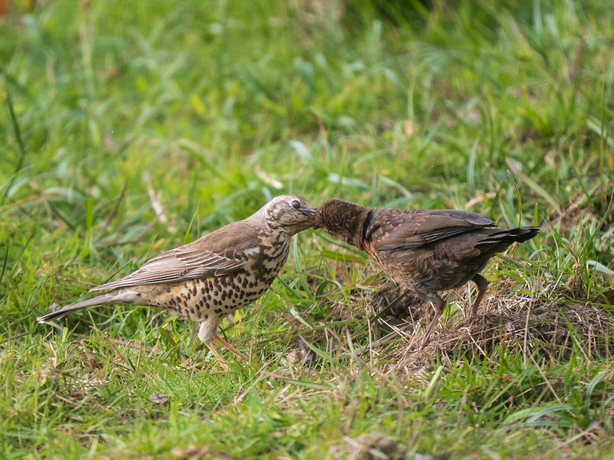 2peters's tweet image. One of the most incredible things I have ever seen - mistle thrush feeding an orphaned blackbird fledgeling! @Natures_Voice @WildlifeMag @NatGeoYourShot @_BTO @OMSYSTEMcameras @BirdwatchExtra @nationaltrust @IoloWilliams2 @ChrisGPackham