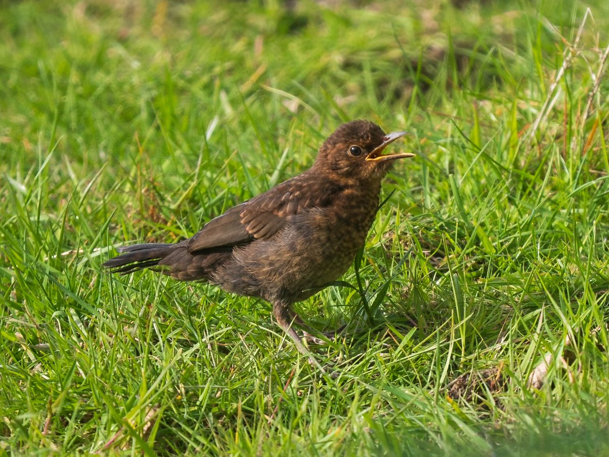2peters's tweet image. One of the most incredible things I have ever seen - mistle thrush feeding an orphaned blackbird fledgeling! @Natures_Voice @WildlifeMag @NatGeoYourShot @_BTO @OMSYSTEMcameras @BirdwatchExtra @nationaltrust @IoloWilliams2 @ChrisGPackham