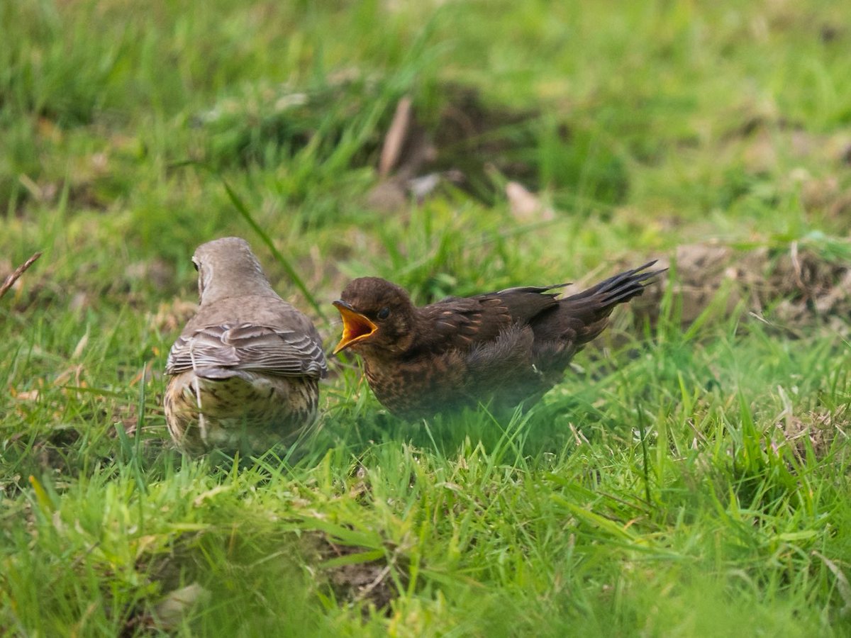 Andrew Fusek Peters (@2peters) on Twitter photo One of the most incredible things I have ever seen - mistle thrush feeding an orphaned blackbird fledgeling! <a href="/Natures_Voice/">RSPB</a> <a href="/WildlifeMag/">BBC Wildlife</a> <a href="/NatGeoYourShot/">NG Your Shot</a> <a href="/_BTO/">BTO</a> <a href="/OMSYSTEMcameras/">OM SYSTEM Cameras</a> <a href="/BirdwatchExtra/">Birdwatch</a> <a href="/nationaltrust/">National Trust</a> <a href="/IoloWilliams2/">Iolo Williams</a> <a href="/ChrisGPackham/">Chris Packham</a> One of the most incredible things I have ever seen - mistle thrush feeding an orphaned blackbird fledgeling! <a href="/Natures_Voice/">RSPB</a> <a href="/WildlifeMag/">BBC Wildlife</a> <a href="/NatGeoYourShot/">NG Your Shot</a> <a href="/_BTO/">BTO</a> <a href="/OMSYSTEMcameras/">OM SYSTEM Cameras</a> <a href="/BirdwatchExtra/">Birdwatch</a> <a href="/nationaltrust/">National Trust</a> <a href="/IoloWilliams2/">Iolo Williams</a> <a href="/ChrisGPackham/">Chris Packham</a>