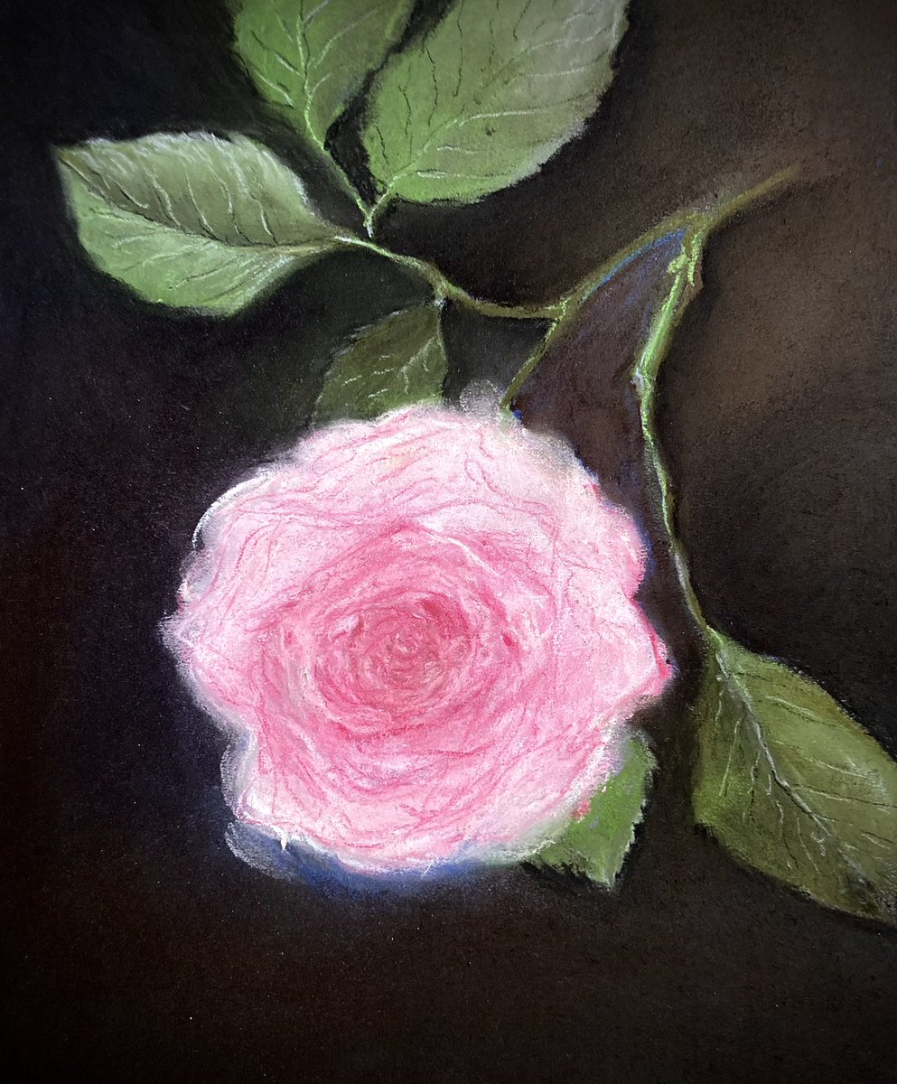 Rose
Soft pastel
#art #botanicalart #pastel #artshare
