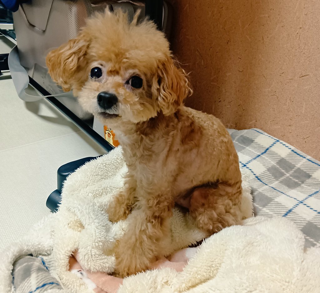 _maromama_'s tweet photo. 僧帽弁閉鎖不全症になってから４年
進行させない為にできることは全部やってきた。今もさがしてる。
そのおかげもあってか幸い症状もなし元気いっぱい。それがなにより嬉しい。
このこの苦しむ姿を想像するだけで泣けてくる。
ずっと元気でいてほしいなぁ
毎日を大切に過ごしていこうね🐶🤗 https://t.co/VOLRFsrWWo