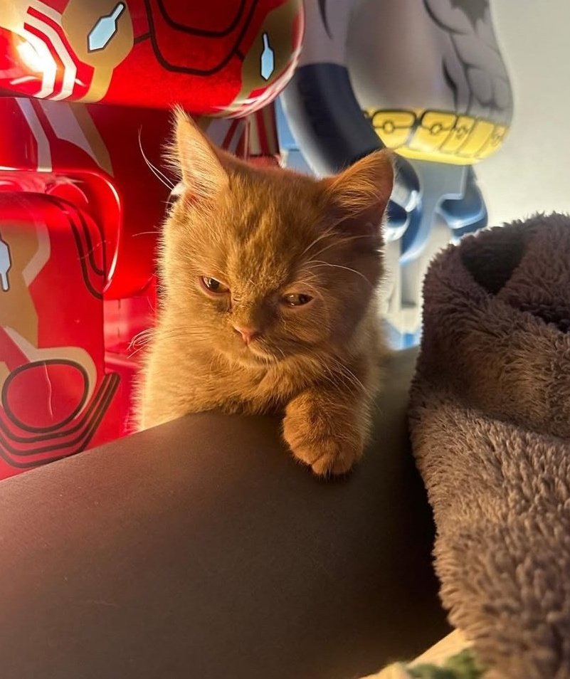 N_Joiner's tweet photo. Amazing DNA ✨🐈‍⬛🌷🐈🐾

CHARLOTTETILBURY AOOMTWP 
#อุ้มทวีพร #aoomtwp #มีนเบ้บ https://t.co/UsYVe7Q4wo