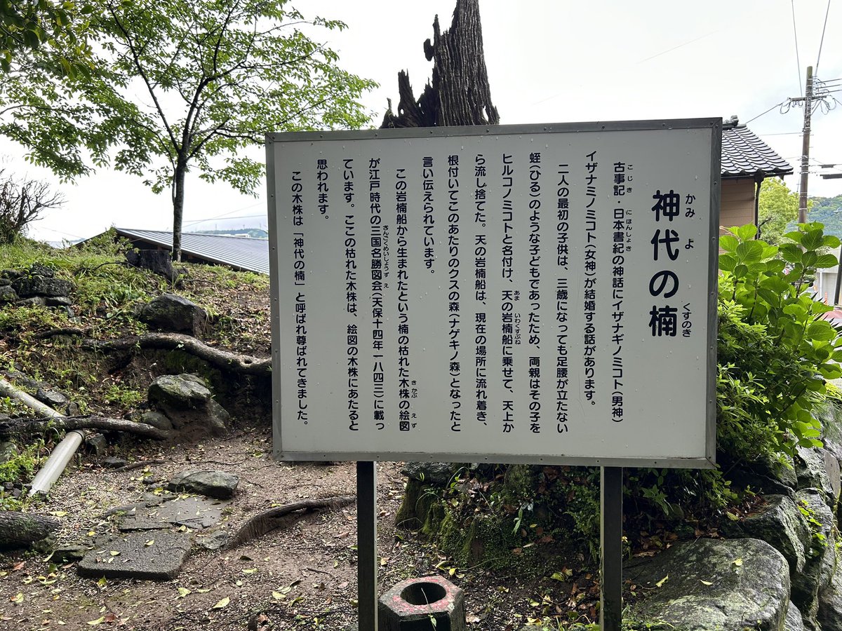 神代の楠