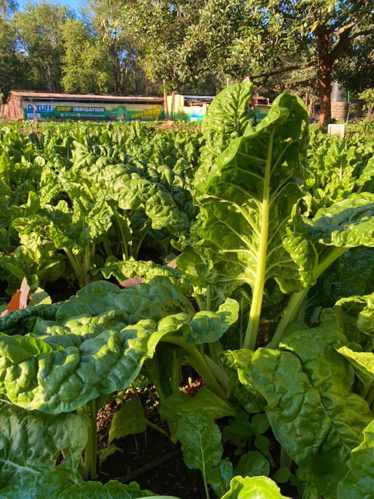 Don't plant vegetables just because everyone is doing it, or they do well in your region with minimal effort - Grow because consumers WANT, can AFFORD &amp; are DEMANDING for them on a regular basis. #UkulimaSioUshamba