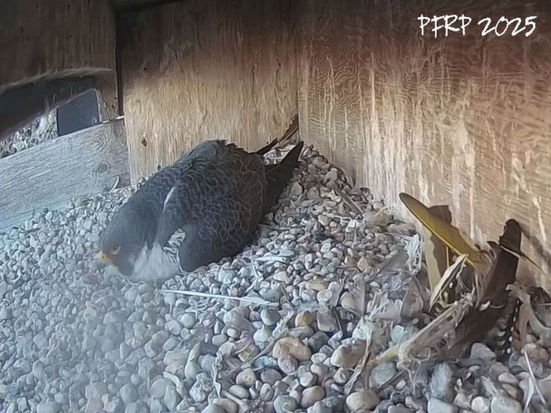 mbperegrines's tweet photo. Radisson ... and then there were three 😁
Incubation should get serious tomorrow and we'll just have to wait and see if there will be one last egg added to this year's nest.
#mbfalcons https://t.co/RueyQSfnBy