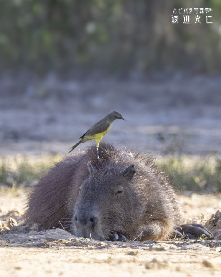 GW、関係ない一週間でした。

#カピバラ #水豚 #capybara #パンタナール