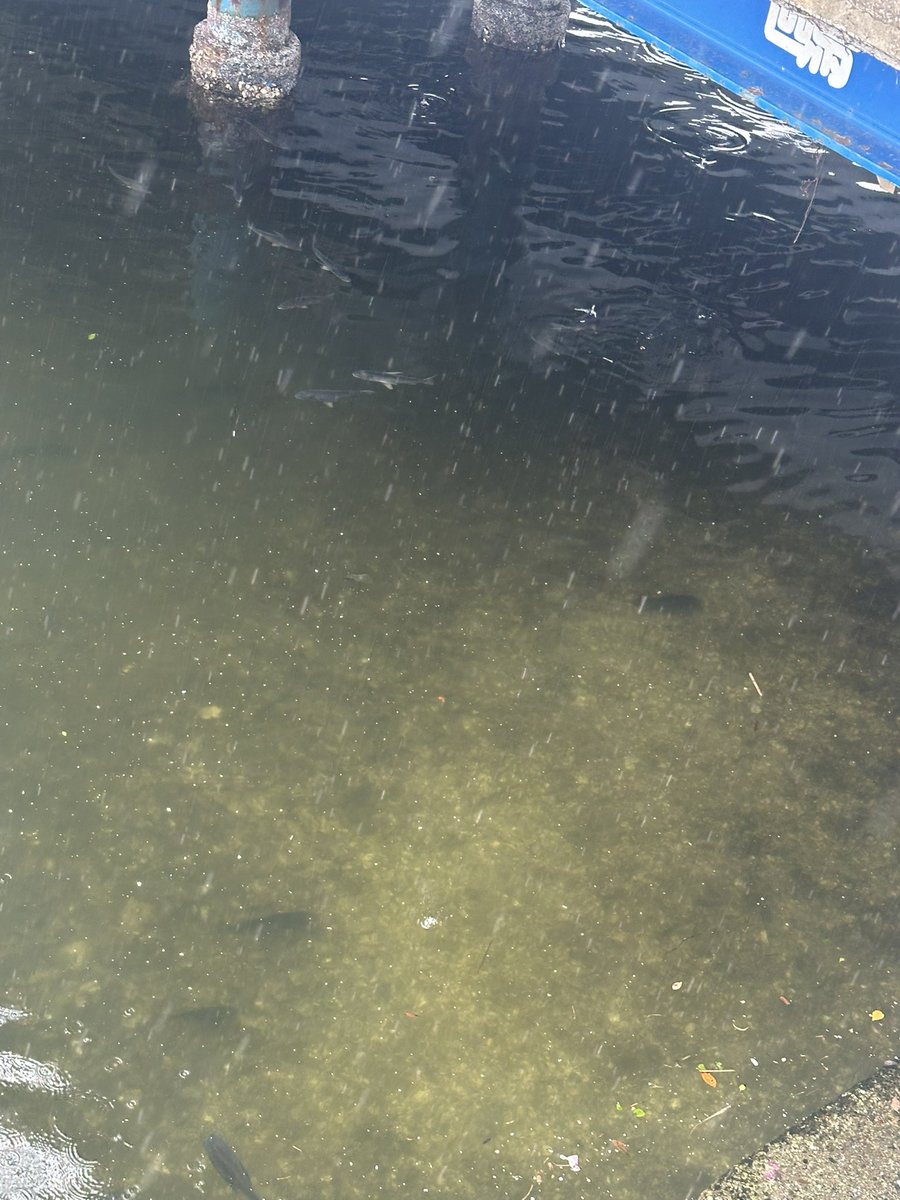 SumidaSeaPerch's tweet photo. おチヌ様的歩行者天国 https://t.co/RTtHvhTB0n