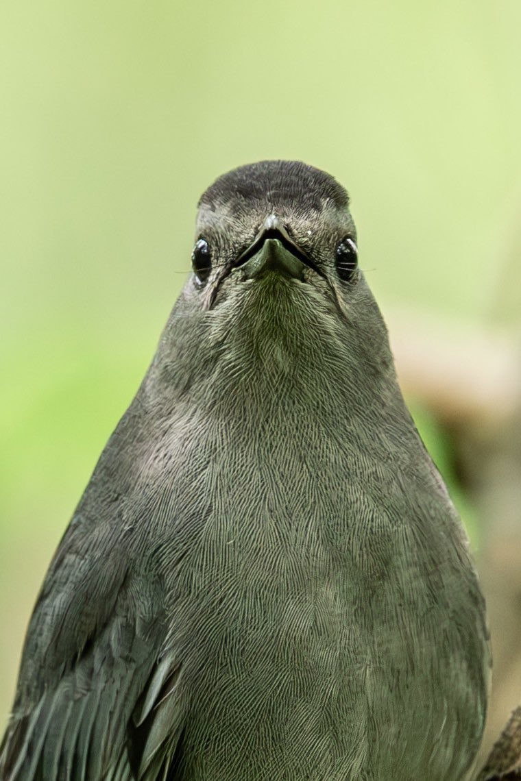Cara Stofa (@carastofa) on Twitter photo Managed to get a nice picture of this Gray Catbird in Fort Tryon Park… then he noticed me staring 👀 😂 #birdcpp <a href="/BirdCentralPark/">Manhattan Bird Alert</a> #funnybirds Managed to get a nice picture of this Gray Catbird in Fort Tryon Park… then he noticed me staring 👀 😂 #birdcpp <a href="/BirdCentralPark/">Manhattan Bird Alert</a> #funnybirds