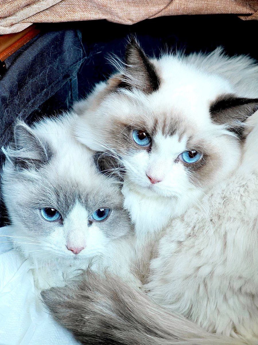 ラグドールの赤ちゃんが可愛すぎるので拡大して穴が開くほど見てもらう