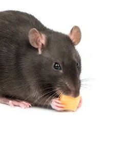 RataMuyEnferma's tweet photo. ||La rata acabo un curso necesario para su trabajo, la rata recibio un ascenso, la rata tiene mas tiempo libre, la rata volvera a la normalidad https://t.co/PirRuwTDq1