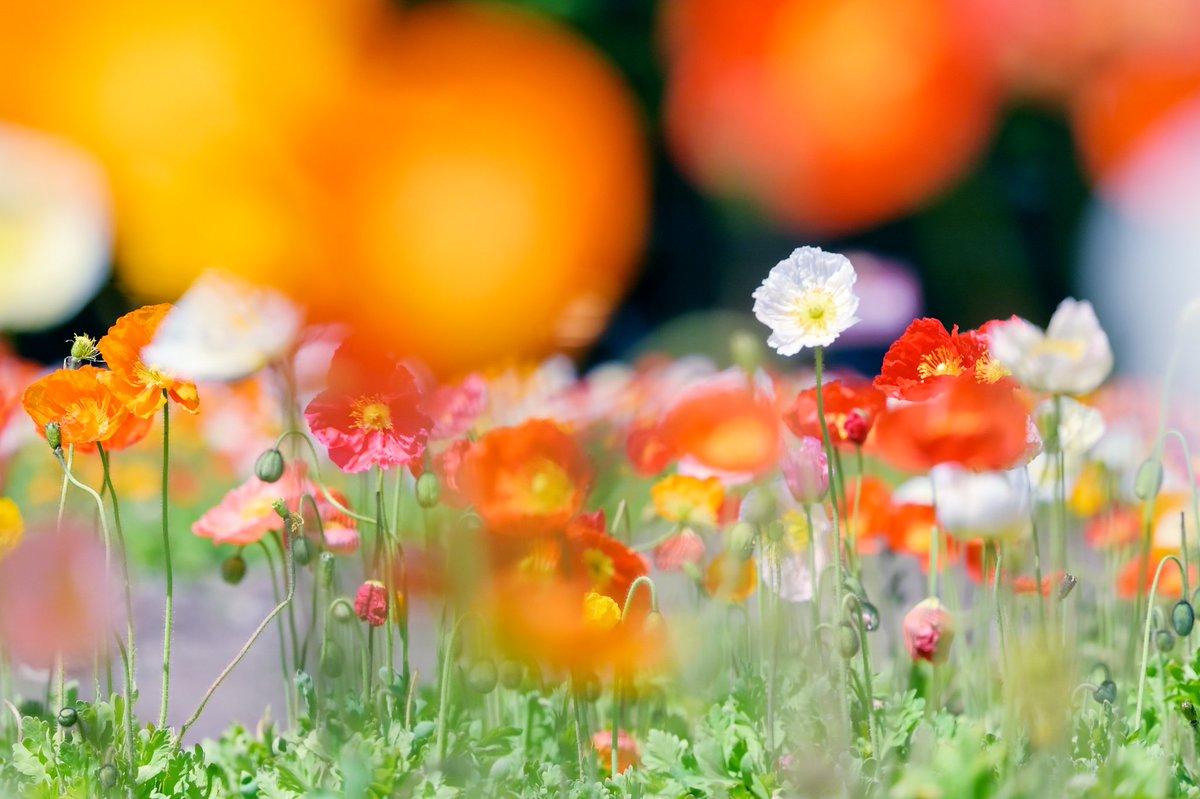 XBmBR0QytL03WsH's tweet photo. アイスランドポピーの花畑 https://t.co/9UyIwW1A2a