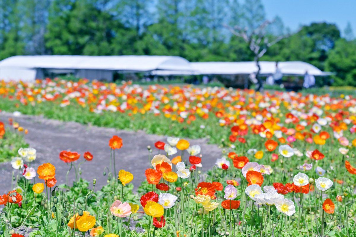 XBmBR0QytL03WsH's tweet photo. アイスランドポピーの花畑 https://t.co/9UyIwW1A2a