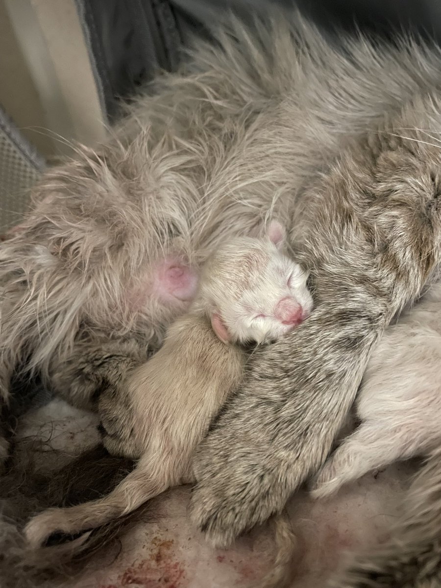 guess who decided to GIVE BIRTH shortly after arriving at the vet for her enucleation this morning.......k girl