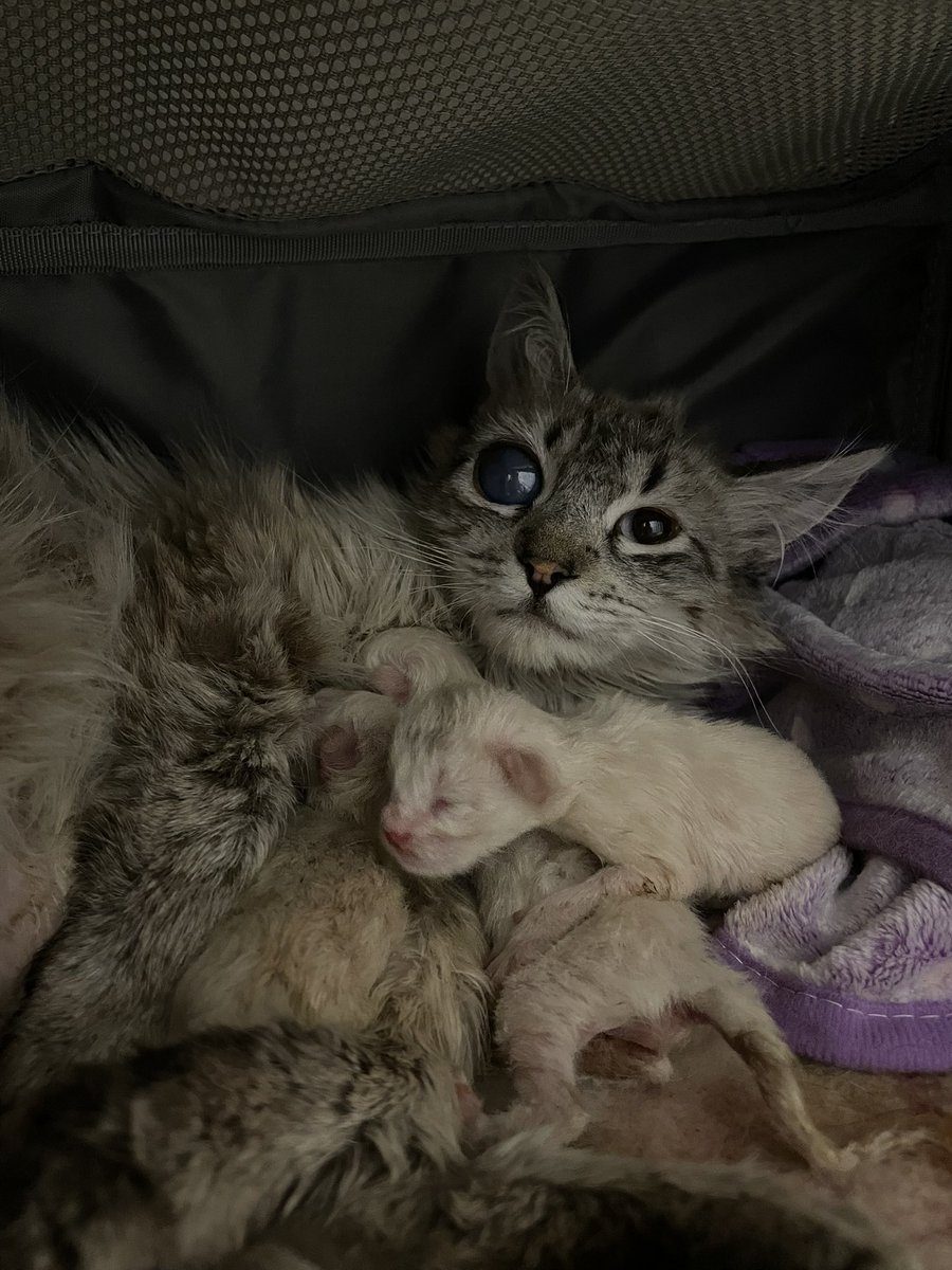 Friends of Bear Cat Rescue tweet media