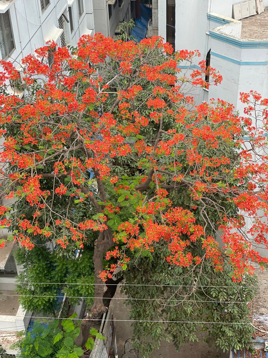 Raktchme's tweet photo. 🌳❤️Right where this tree stands, our roots begin.
This flame tree stands in front of the Raktch office — calm, steady, and blooming.
It reminds us every day:
"No matter the obstacles, I’ll keep growing — and my flowers will still reach the sky."
Just like us. https://t.co/GJeJI7fF7F