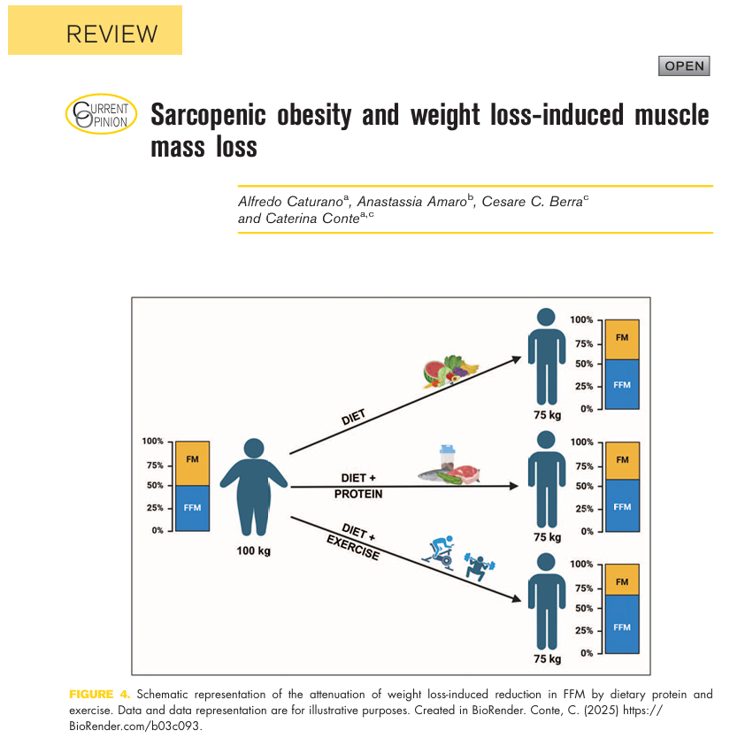 This review examines recent findings on the prevalence, diagnosis, and implications of sarcopenic obesity, explores the effects of weight-loss interventions on body composition and their impact on health, and discusses strategies to preserve muscle mass.
