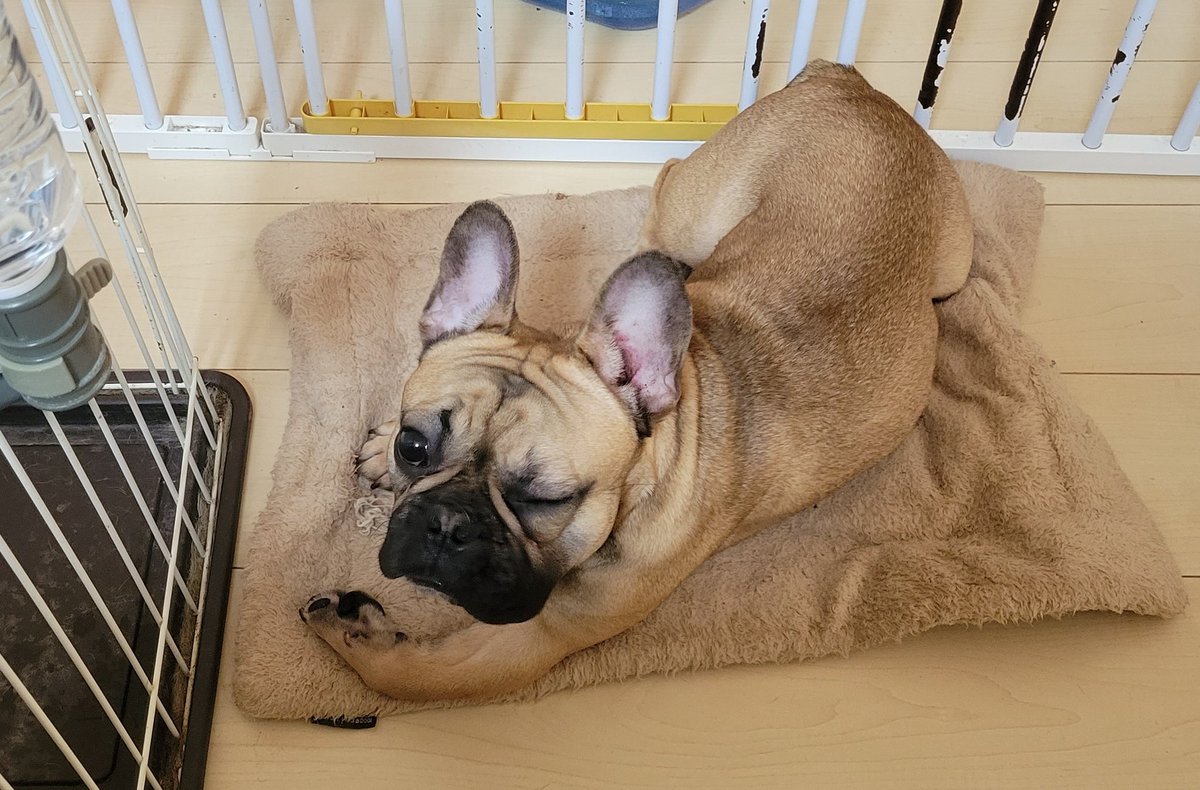 jack14_0's tweet photo. 犬の、なんか面白いショット https://t.co/CevQTLUVRn