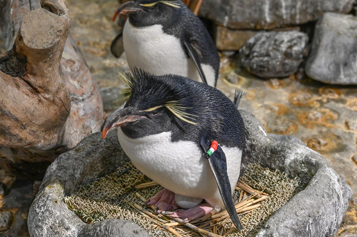 イワトビペンギンたちが産卵しました！ 現在4ペアがそれぞれ交代で卵