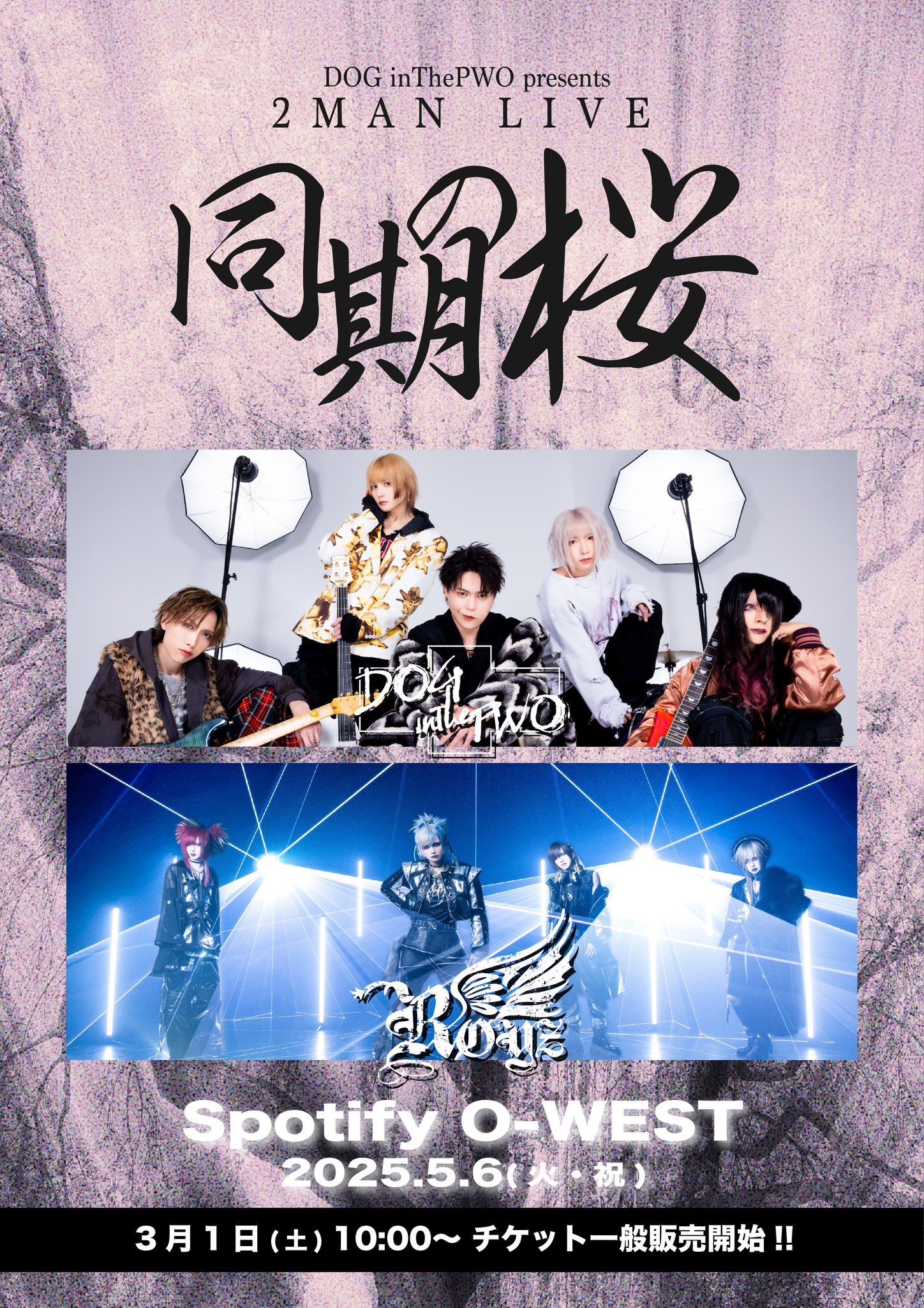 Royz (@Royz_official) / X