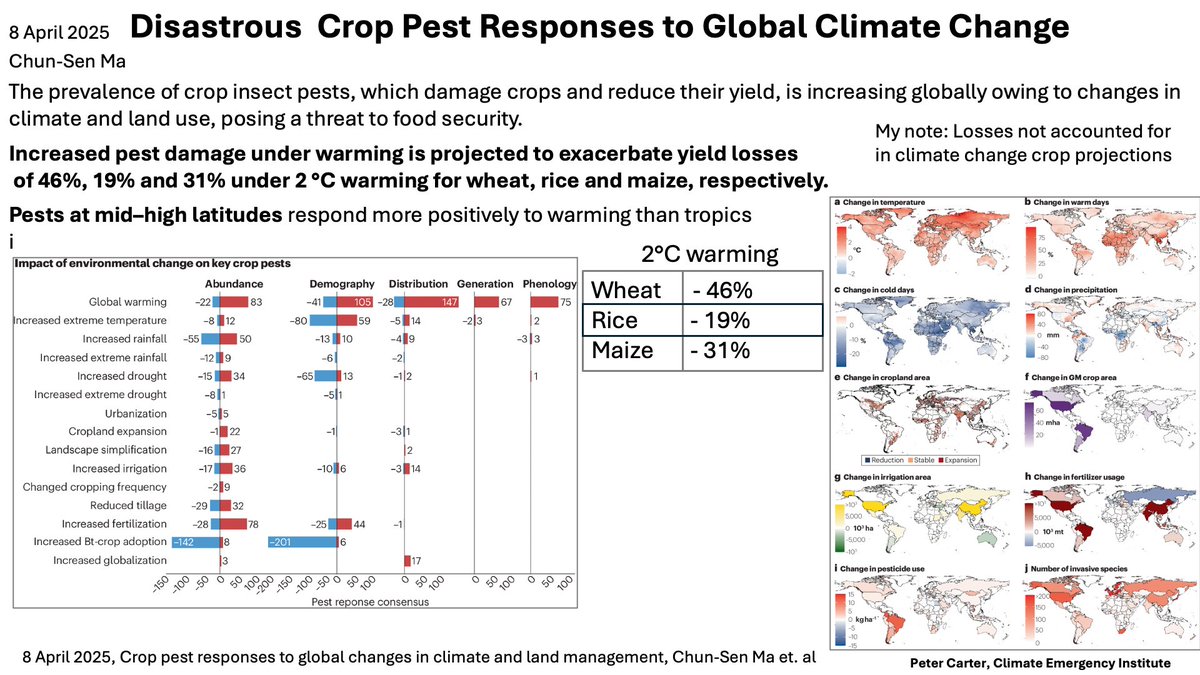 SHOCKING CLIMATE CHANGE CROP LOSSES FROM PESTS
Always known pests would increase under global warming. At 2°C this projects 45% decline wheat yields, 19% rice &amp; 31 % maize. Catastrophic to humanity.  2C by 2050.
nature.com/articles/s4301…
#foodsecurity #climatechange #globalwarming