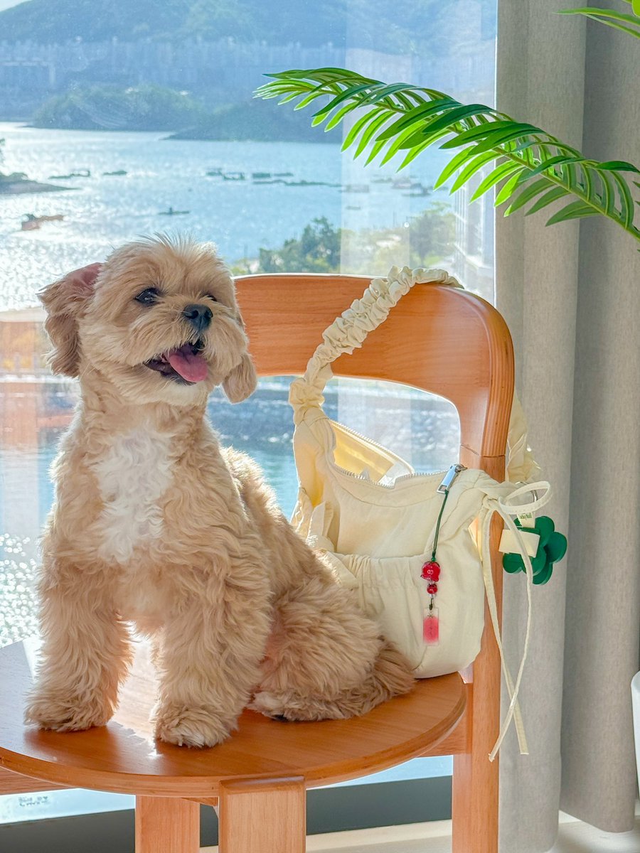 malang_kiki's tweet photo. 친구 강아지가 너무 귀여운 나머지
주객전도 된 사건 🐶🍅✨ https://t.co/qAUqG437gR