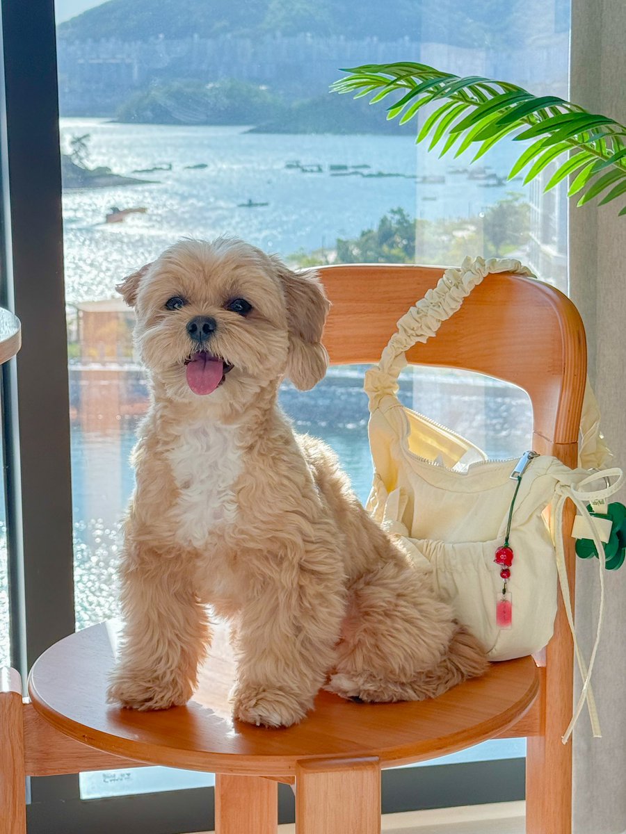 malang_kiki's tweet photo. 친구 강아지가 너무 귀여운 나머지
주객전도 된 사건 🐶🍅✨ https://t.co/qAUqG437gR