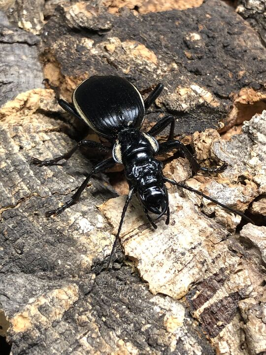 charm_insect's tweet photo. サウスアフリカンプレデタービートル販売中！！
大きい個体だと5㎝オーバーにもなる大型のオサムシの仲間です。
コオロギを与えると大きなアゴで砕きながら食べてしまいます。
https://t.co/TeJdiacNz0 https://t.co/8yluWcLtTK