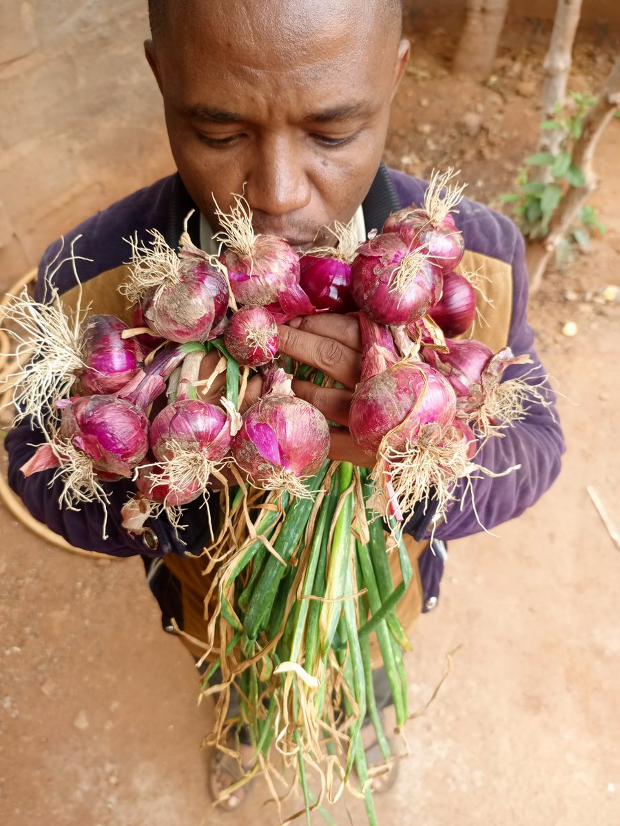 Jumanne (KILIMO MAISHA YETU) (@jumannemkilya) on Twitter photo Kilimo maisha yetu Kilimo maisha yetu