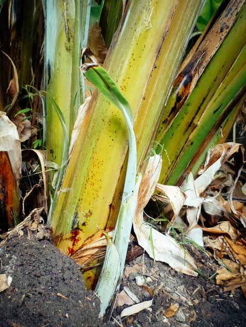 demi_farm's tweet photo. Banana stem juice!

Do you know that the Banana trunk juice, extracted from the pseudostem (the thick central stalk) of the banana plant, has several traditional, medicinal, and agricultural uses?

In farming, its mainly used as a bio fertilizer and a pesticide that's organic and safe for crops.
