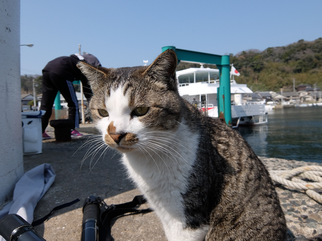 Sunflower0087's tweet photo. @shun_kichi お誕生日おめでとうございます！🎉🎂🎁💐㊗
猫の島 ”相島”の猫さんです。🐈
釣り人の釣った魚を貰おうと待ってる（笑） https://t.co/GWZA71NTeJ