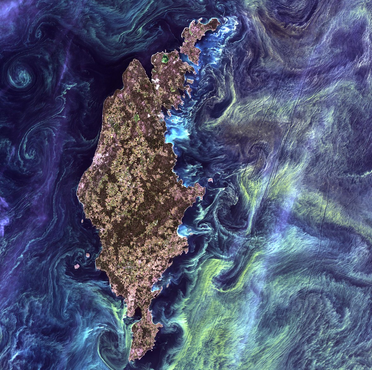 FifthPlanetNet's tweet image. Massive congregations of greenish phytoplankton swirl in the dark waters around Gotland in the Baltic Sea, resembling Van Gogh&apos;s &quot;Starry Night&quot;. These microscopic marine plants, essential to ocean food chains, bloom profusely when upwelling currents deliver nutrients to the…