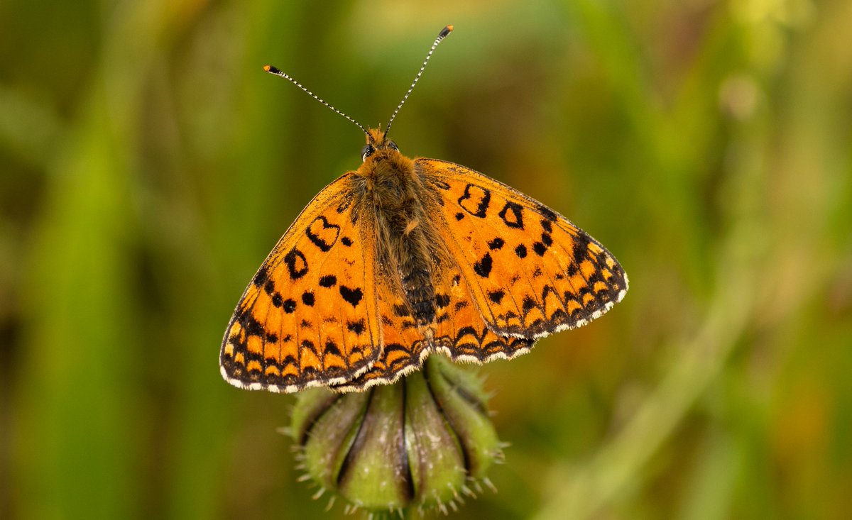 jpcancela1's tweet image. Yesterday, fourth day of our Spring butterflies of Andalucía Tour, we saw another of the target species; the scarce and stunning Melitaea aetherie.