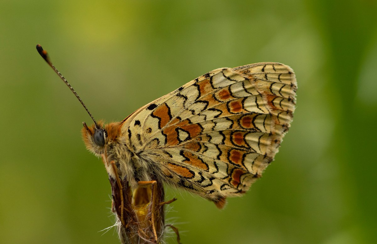 jpcancela1's tweet image. Yesterday, fourth day of our Spring butterflies of Andalucía Tour, we saw another of the target species; the scarce and stunning Melitaea aetherie.