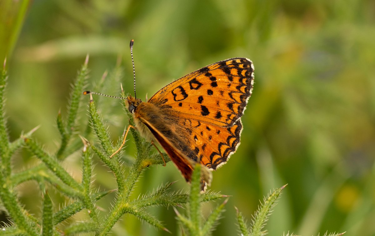 jpcancela1's tweet image. Yesterday, fourth day of our Spring butterflies of Andalucía Tour, we saw another of the target species; the scarce and stunning Melitaea aetherie.