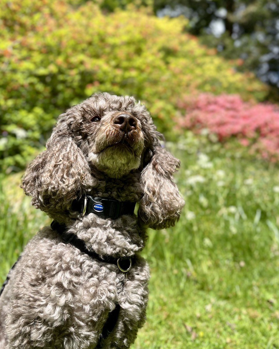 ambassadorlennie_hearingdogs tweet media