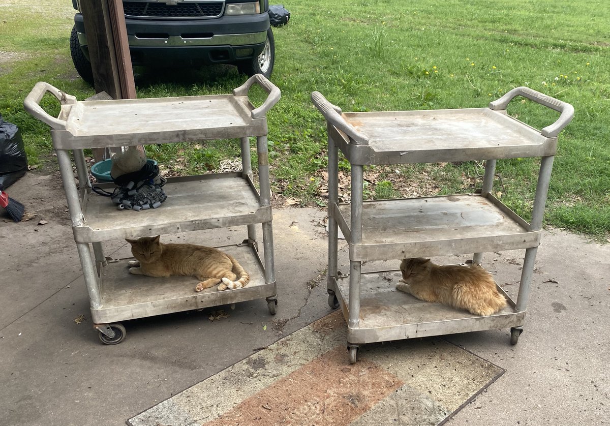 Cats on carts, delivered for your convenience!
#cats #gingercats #floof
