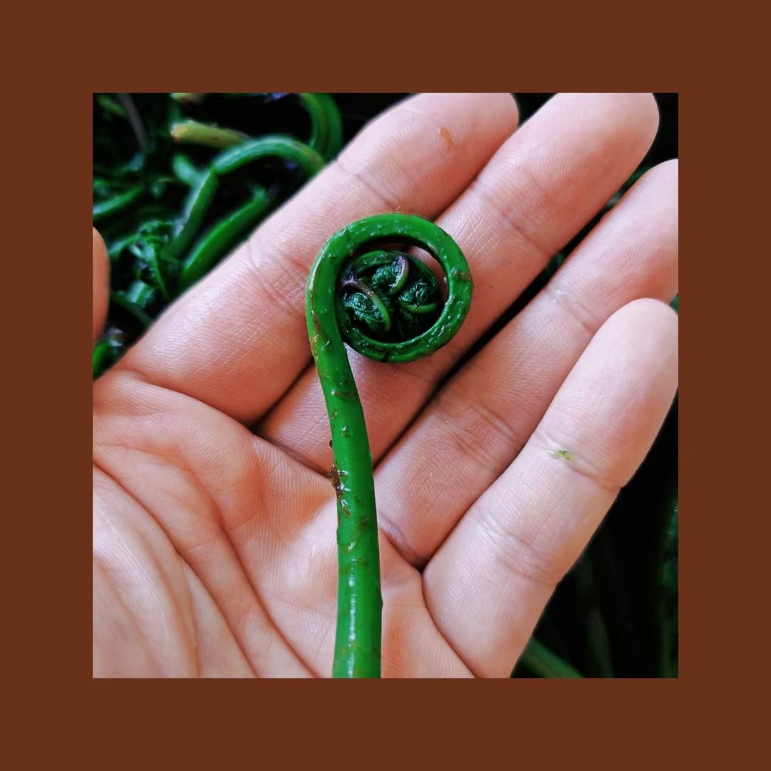 焯水后有股野蛮的草本香气
不愧是春天的蕨菜
像18岁的男大体育生一样
充满生气😅