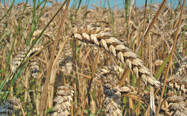 The winter wheat incentive planning price has been set at US$451,35/tonne.