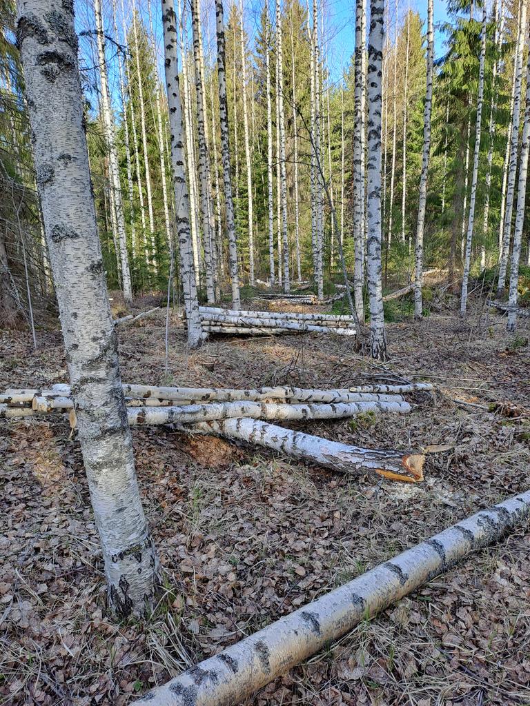 Kevät on usein parasta aikaa #metsänhoito hommiin.