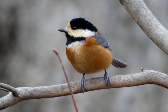 Have a terrific Tuesday. Watch birds, birds make us smile. Be kind today make someone’s day a little bit better - we can all do this. Varied Tit. #Japan #Tuesday #birdwatching #birds #birding